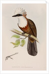 White-crested laughingthrush by Elizabeth Gould; Charles Joseph Hullmandel
