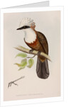 White-crested laughingthrush by Elizabeth Gould; Charles Joseph Hullmandel