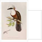 White-crested laughingthrush by Elizabeth Gould; Charles Joseph Hullmandel