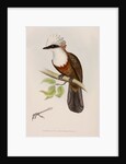 White-crested laughingthrush by Elizabeth Gould; Charles Joseph Hullmandel