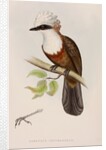 White-crested laughingthrush by Elizabeth Gould; Charles Joseph Hullmandel