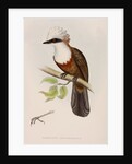 White-crested laughingthrush by Elizabeth Gould; Charles Joseph Hullmandel