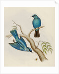 Indian flycatcher by Elizabeth Gould; Charles Joseph Hullmandel