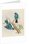 Indian flycatcher by Elizabeth Gould; Charles Joseph Hullmandel