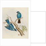 Indian flycatcher by Elizabeth Gould; Charles Joseph Hullmandel