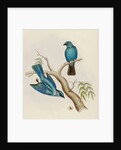 Indian flycatcher by Elizabeth Gould; Charles Joseph Hullmandel