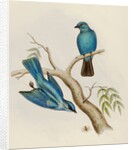 Indian flycatcher by Elizabeth Gould; Charles Joseph Hullmandel
