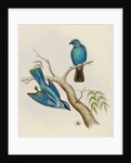 Indian flycatcher by Elizabeth Gould; Charles Joseph Hullmandel