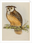 Rock eagle-owl by Elizabeth Gould; Charles Joseph Hullmandel