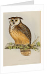 Rock eagle-owl by Elizabeth Gould; Charles Joseph Hullmandel
