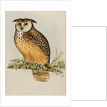 Rock eagle-owl by Elizabeth Gould; Charles Joseph Hullmandel