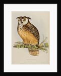 Rock eagle-owl by Elizabeth Gould; Charles Joseph Hullmandel