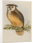 Rock eagle-owl by Elizabeth Gould; Charles Joseph Hullmandel
