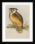 Rock eagle-owl by Elizabeth Gould; Charles Joseph Hullmandel