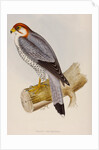 Red-necked falcon by Elizabeth Gould; Charles Joseph Hullmandel