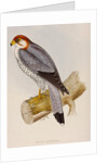 Red-necked falcon by Elizabeth Gould; Charles Joseph Hullmandel
