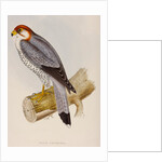 Red-necked falcon by Elizabeth Gould; Charles Joseph Hullmandel