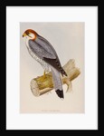 Red-necked falcon by Elizabeth Gould; Charles Joseph Hullmandel