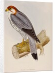 Red-necked falcon by Elizabeth Gould; Charles Joseph Hullmandel