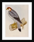 Red-necked falcon by Elizabeth Gould; Charles Joseph Hullmandel