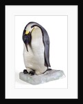 Emperor penguin by Anonymous