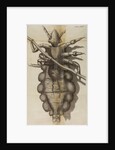 Microscopic view of a louse by Robert Hooke