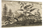 'The Root China' by Wenceslaus Hollar