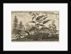 'The Root China' by Wenceslaus Hollar