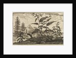 'The Root China' by Wenceslaus Hollar