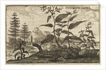'The Root China' by Wenceslaus Hollar