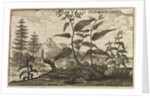 'The Root China' by Wenceslaus Hollar