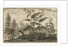 'The Root China' by Wenceslaus Hollar
