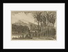 'Sugar canes' by Wenceslaus Hollar