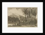 'Sugar canes' by Wenceslaus Hollar