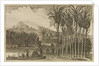 'Sugar canes' by Wenceslaus Hollar