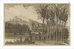 'Sugar canes' by Wenceslaus Hollar