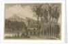 'Sugar canes' by Wenceslaus Hollar