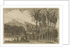'Sugar canes' by Wenceslaus Hollar