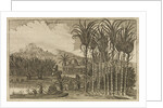 'Sugar canes' by Wenceslaus Hollar
