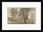 'The Cinnamon Tree' by Wenceslaus Hollar