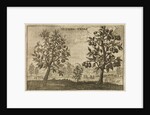 'Nutmeg Trees' by Wenceslaus Hollar