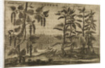 'Pepper' by Wenceslaus Hollar