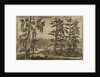 'Pepper' by Wenceslaus Hollar