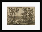 'Pepper' by Wenceslaus Hollar