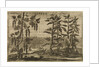 'Pepper' by Wenceslaus Hollar
