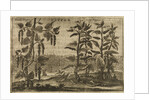 'Pepper' by Wenceslaus Hollar