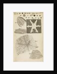 Microscopic view of frozen figures by Robert Hooke