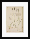 Fox tail grass by Richard Waller