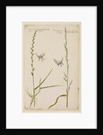 Darnel and flote grass by Richard Waller
