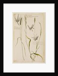 Meadow tall rye grass, spiked hedge oat grass and vernal grass by Richard Waller